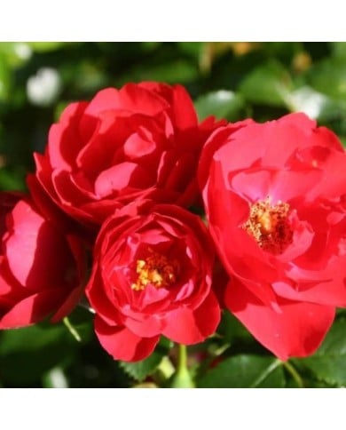 Décorosiers® Kadora (D.R. Verdia)