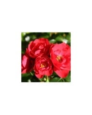 Décorosiers® Kadora (D.R. Verdia)