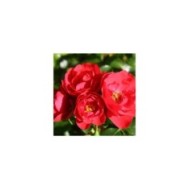Décorosiers® Kadora (D.R. Verdia)