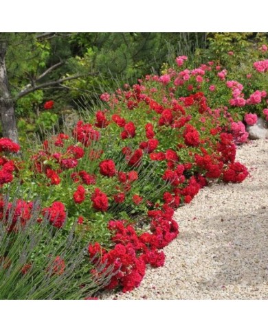 Décorosiers® Kadora (D.R. Verdia)