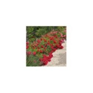 Décorosiers® Kadora (D.R. Verdia)