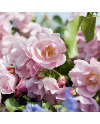 Décorosiers® Mareva (D.R. Verdia)