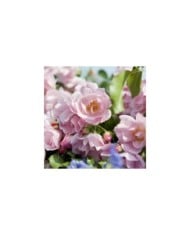 Décorosiers® Mareva (D.R. Verdia)
