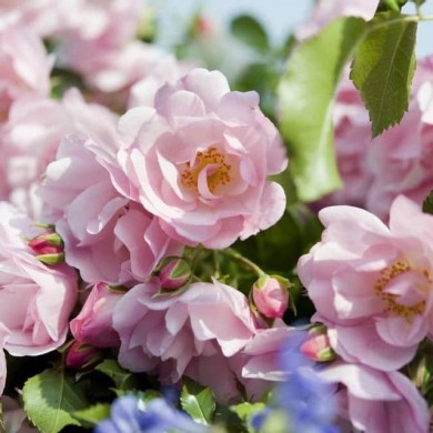 Décorosiers® Mareva (D.R. Verdia)