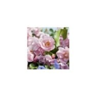 Décorosiers® Mareva (D.R. Verdia)