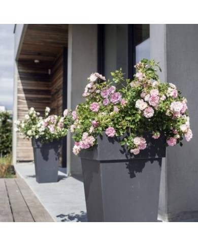 Décorosiers® Mareva (D.R. Verdia)