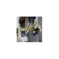 Décorosiers® Mareva (D.R. Verdia)