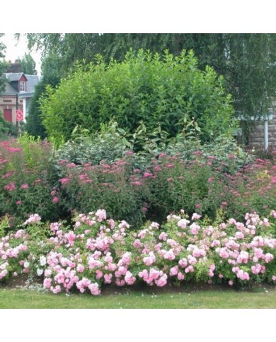 Décorosiers® Mareva (D.R. Verdia)
