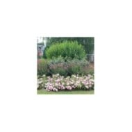 Décorosiers® Mareva (D.R. Verdia)