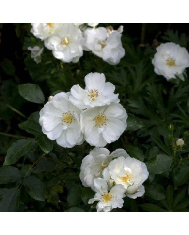 Décorosiers® Opalia (D.R. Verdia)