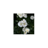 Décorosiers® Opalia (D.R. Verdia)