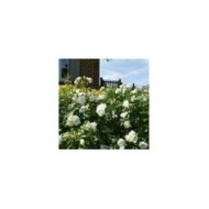 Décorosiers® Opalia (D.R. Verdia)