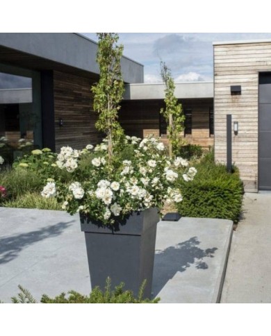 Décorosiers® Opalia (D.R. Verdia)