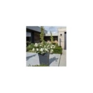 Décorosiers® Opalia (D.R. Verdia)