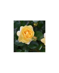 Rosier Décorosier Soleya® (Verdia)