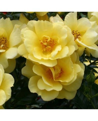 Décorosiers® Suneva (D.R. Verdia)