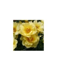 Décorosiers® Suneva (D.R. Verdia)