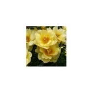 Décorosiers® Suneva (D.R. Verdia)