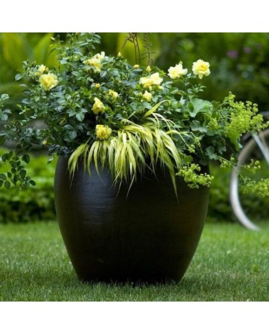 Décorosiers® Suneva (D.R. Verdia)