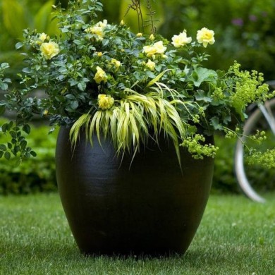 Décorosiers® Suneva (D.R. Verdia)