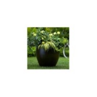 Décorosiers® Suneva (D.R. Verdia)