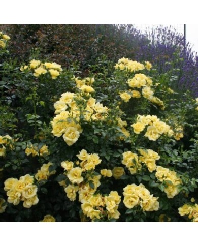Décorosiers® Suneva (D.R. Verdia)