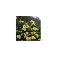 Décorosiers® Suneva (D.R. Verdia)