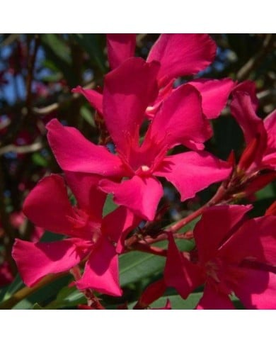 Laurier rose 'Italia'