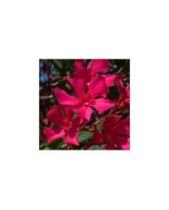 Laurier rose 'Italia'