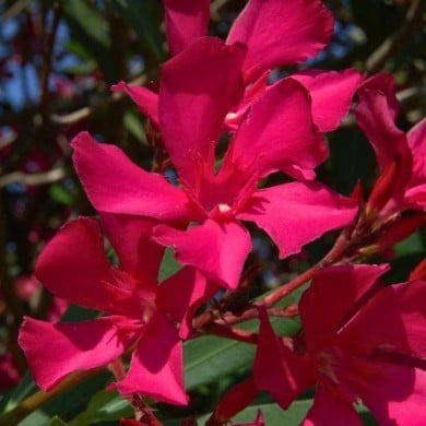 Laurier rose 'Italia'