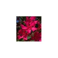 Laurier rose 'Italia'