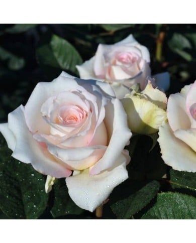 Rosier Décorosier®  Lovely White® Voluptia® (Verdia)
