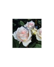 Rosier Décorosier®  Lovely White® Voluptia® (Verdia)
