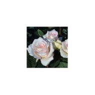 Rosier Décorosier®  Lovely White® Voluptia® (Verdia)