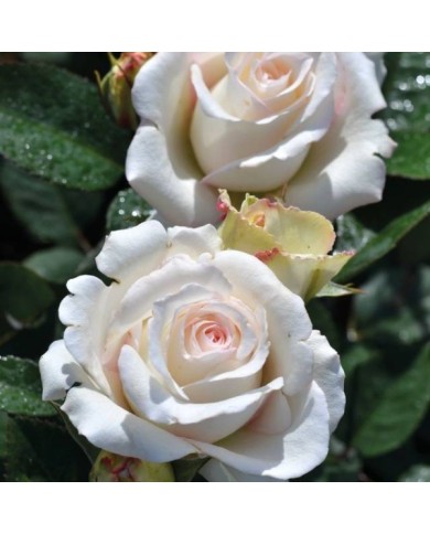 Rosier Décorosier®  Lovely White® Voluptia® (Verdia)
