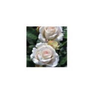 Rosier Décorosier®  Lovely White® Voluptia® (Verdia)