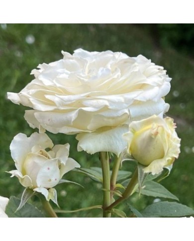 Rosier Décorosier®  Lovely White® Voluptia® (Verdia)