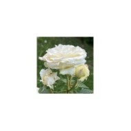 Rosier Décorosier®  Lovely White® Voluptia® (Verdia)