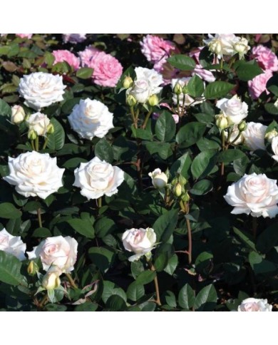 Rosier Décorosier®  Lovely White® Voluptia® (Verdia)