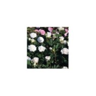 Rosier Décorosier®  Lovely White® Voluptia® (Verdia)