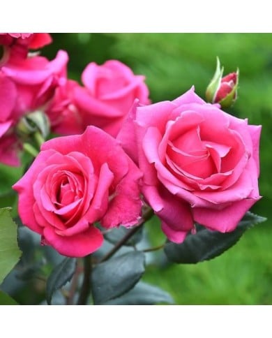 Rosier Crazy Pink Voluptia ©VERDIA S.JARRY