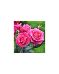 Rosier Crazy Pink Voluptia ©VERDIA S.JARRY