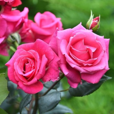 Rosier Crazy Pink Voluptia ©VERDIA S.JARRY