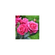 Rosier Crazy Pink Voluptia ©VERDIA S.JARRY