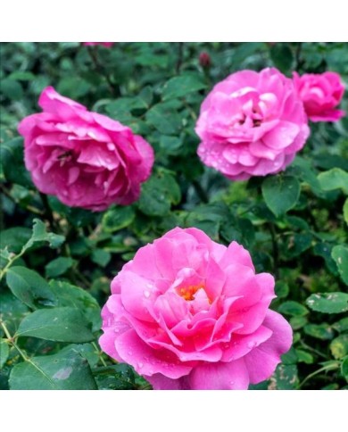 Rosier Crazy Pink Voluptia ©VERDIA S.JARRY