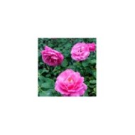 Rosier Crazy Pink Voluptia ©VERDIA S.JARRY