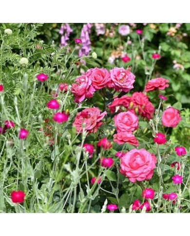 Rosier Crazy Pink Voluptia ©VERDIA S.JARRY