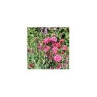 Rosier Crazy Pink Voluptia ©VERDIA S.JARRY