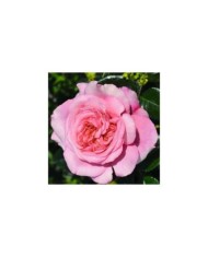 Décorosier Pink Voluptia - VERDIA