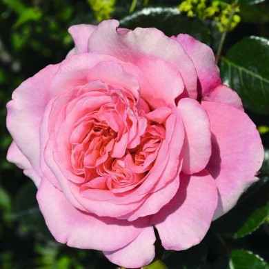 Décorosier Pink Voluptia - VERDIA